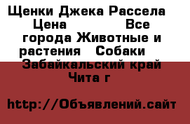 Щенки Джека Рассела › Цена ­ 10 000 - Все города Животные и растения » Собаки   . Забайкальский край,Чита г.